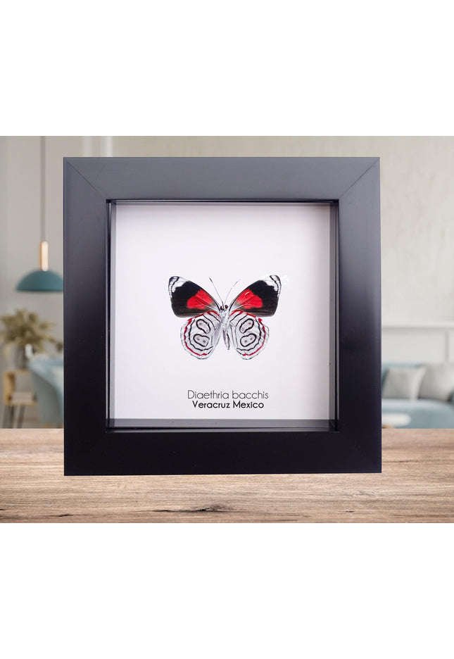 Diaethria bacchis, white-patched eighty-eight, butterfly taxidermy from mexico,  front side, frame 4" x 4"