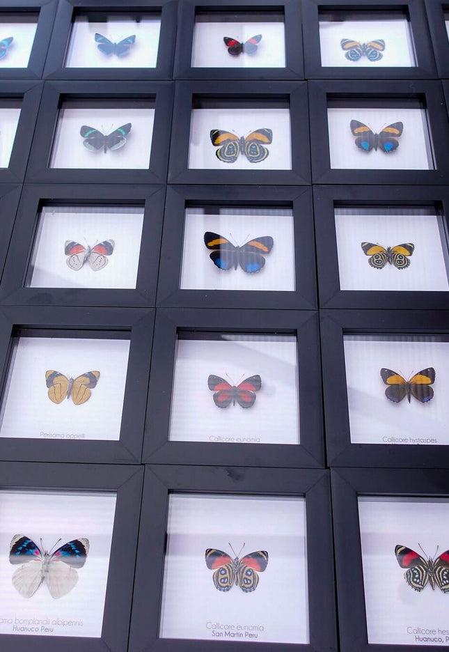 Diaethria bacchis, white-patched eighty-eight, butterfly taxidermy from mexico,  front side, frame 4" x 4"