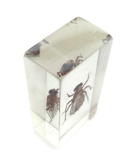 Cicada larva resin block: entomology specimen, nature art