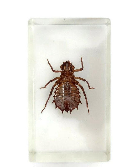 Cicada larva resin block: entomology specimen, nature art
