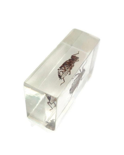 Cicada larva resin block: entomology specimen, nature art