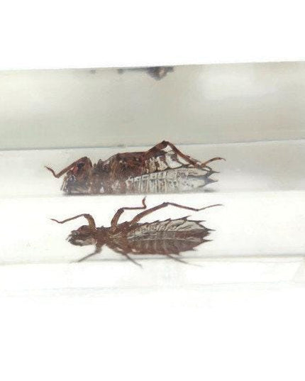 Cicada larva resin block: entomology specimen, nature art