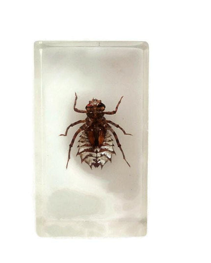 Cicada larva resin block: entomology specimen, nature art