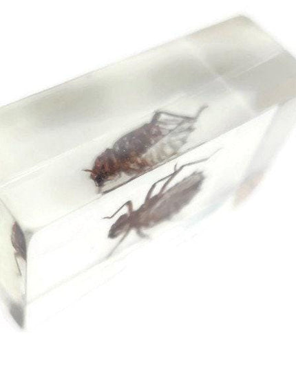 Cicada larva resin block: entomology specimen, nature art