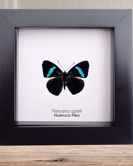 Perisama opelli mairae, butterfly taxidermy from peru, frame 4" x 4"