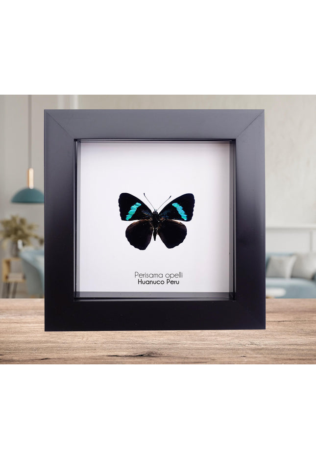 Perisama opelli mairae, butterfly taxidermy from peru, frame 4" x 4"