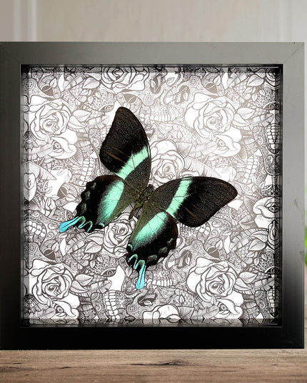 Framed Peacock Butterfly Taxidermy, Patterned Background