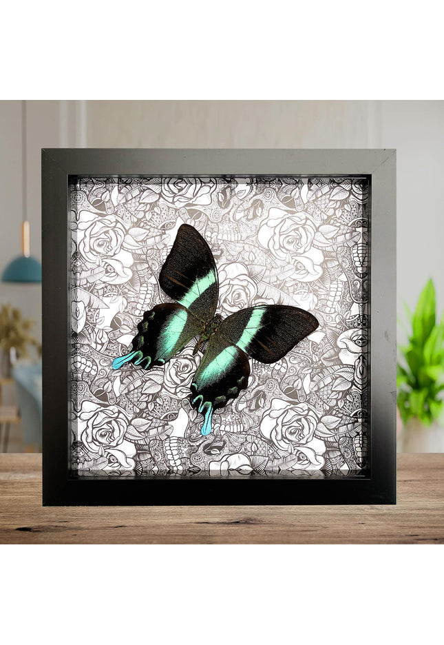 Framed Peacock Butterfly Taxidermy, Patterned Background