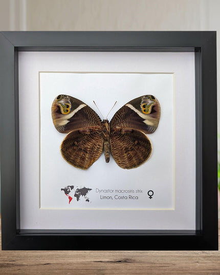 Framed green-eyed owl butterfly: costa rican entomology art (8x8)