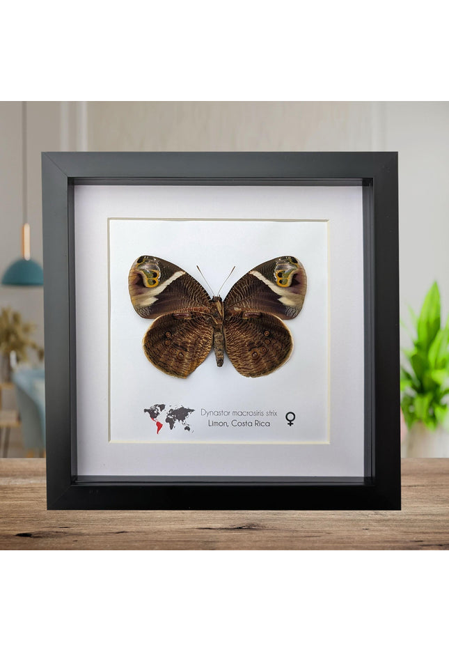 Framed green-eyed owl butterfly: costa rican entomology art (8x8)