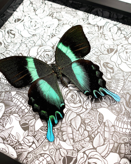 Framed Peacock Butterfly Taxidermy, Patterned Background