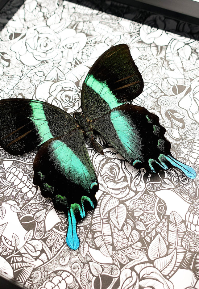 Framed Peacock Butterfly Taxidermy, Patterned Background