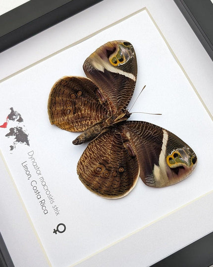Framed green-eyed owl butterfly: costa rican entomology art (8x8)