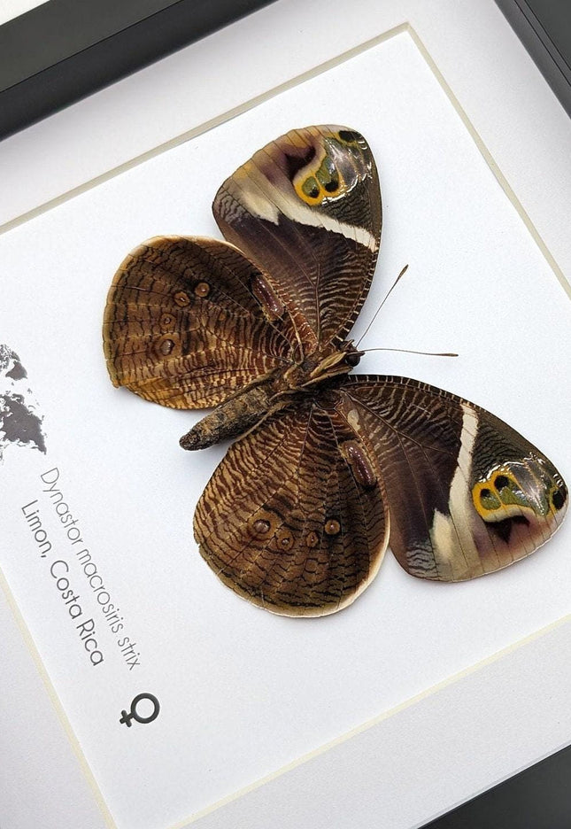 Framed green-eyed owl butterfly: costa rican entomology art (8x8)