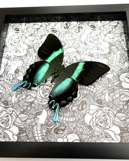 Framed Peacock Butterfly Taxidermy, Patterned Background
