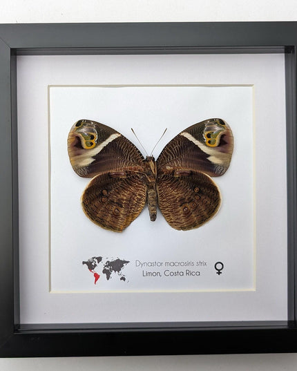 Framed green-eyed owl butterfly: costa rican entomology art (8x8)