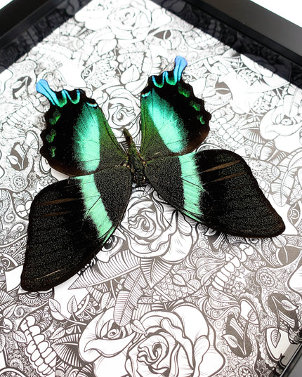 Framed Peacock Butterfly Taxidermy, Patterned Background