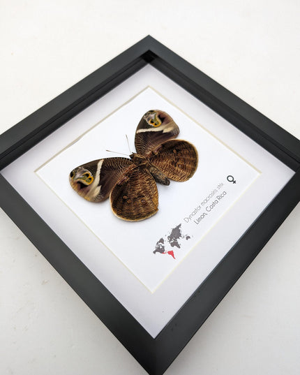 Framed green-eyed owl butterfly: costa rican entomology art (8x8)