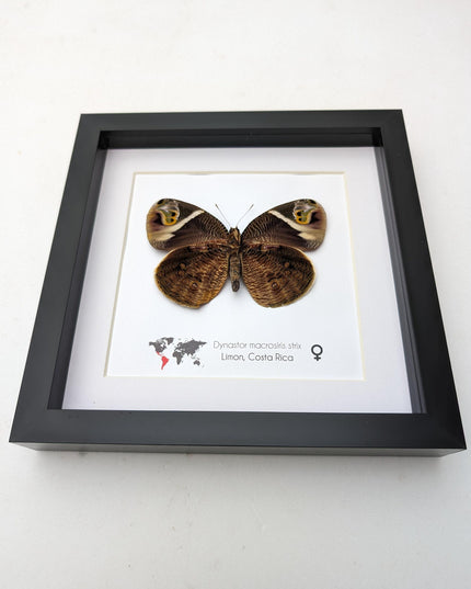 Framed green-eyed owl butterfly: costa rican entomology art (8x8)