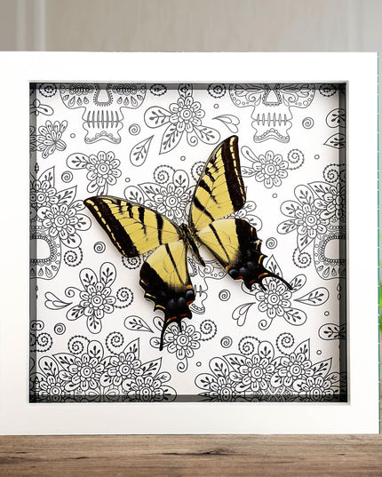 Framed Two-Tailed Swallowtail Taxidermy Butterfly, Entomology Wall Art