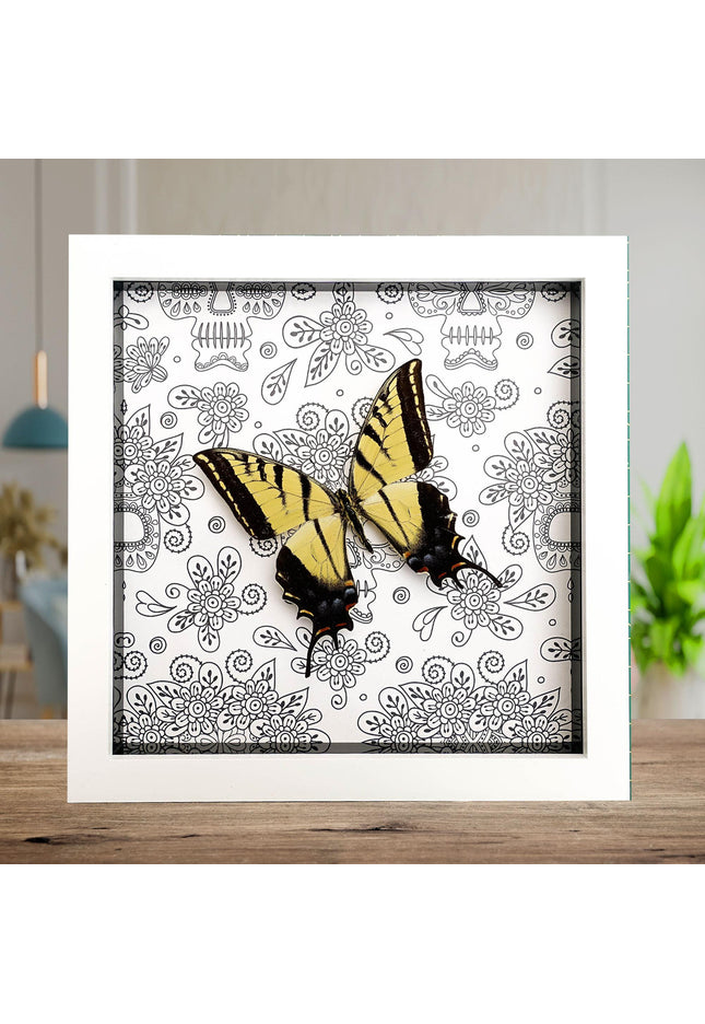 Framed Two-Tailed Swallowtail Taxidermy Butterfly, Entomology Wall Art