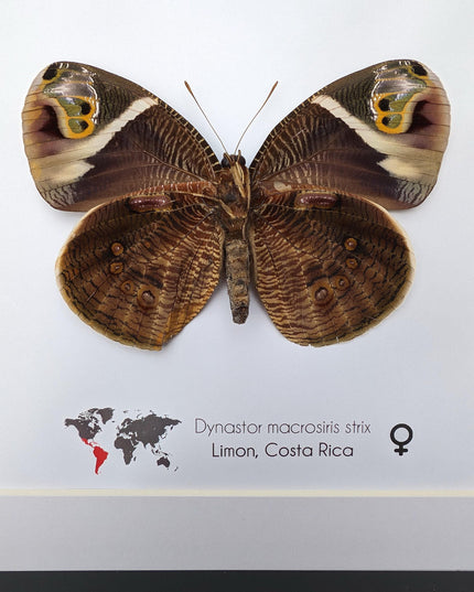 Framed green-eyed owl butterfly: costa rican entomology art (8x8)