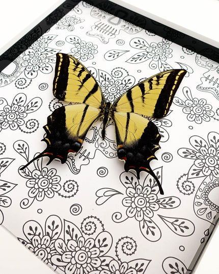 Framed Two-Tailed Swallowtail Taxidermy Butterfly, Entomology Wall Art