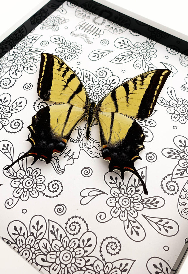 Framed Two-Tailed Swallowtail Taxidermy Butterfly, Entomology Wall Art