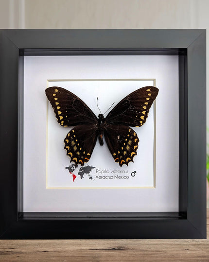 Papilio victorinus, victorine swallowtail , black butterfly from veracruz, mexico, frame 6" x 6"