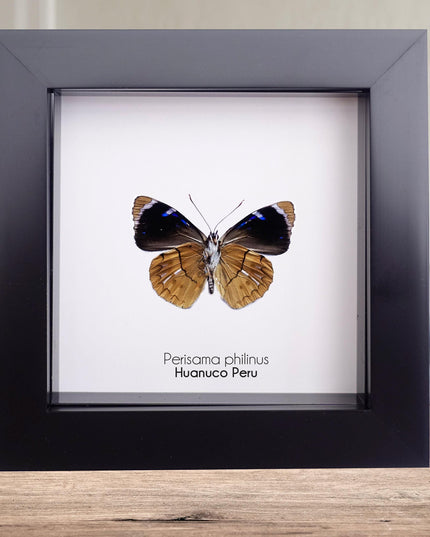 Framed perisama butterfly taxidermy: ethically sourced peruvian art (4x4)