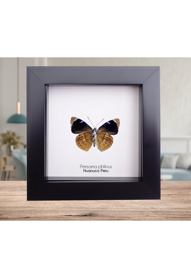Framed perisama butterfly taxidermy: ethically sourced peruvian art (4x4)