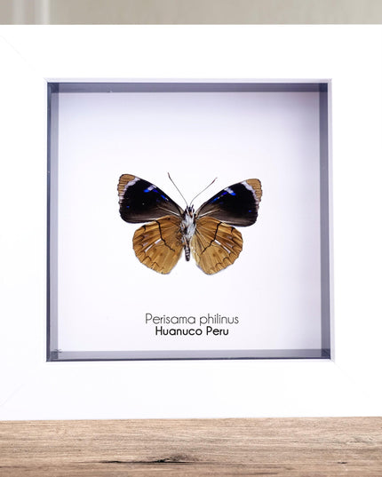 Framed perisama butterfly taxidermy: ethically sourced peruvian art (4x4)