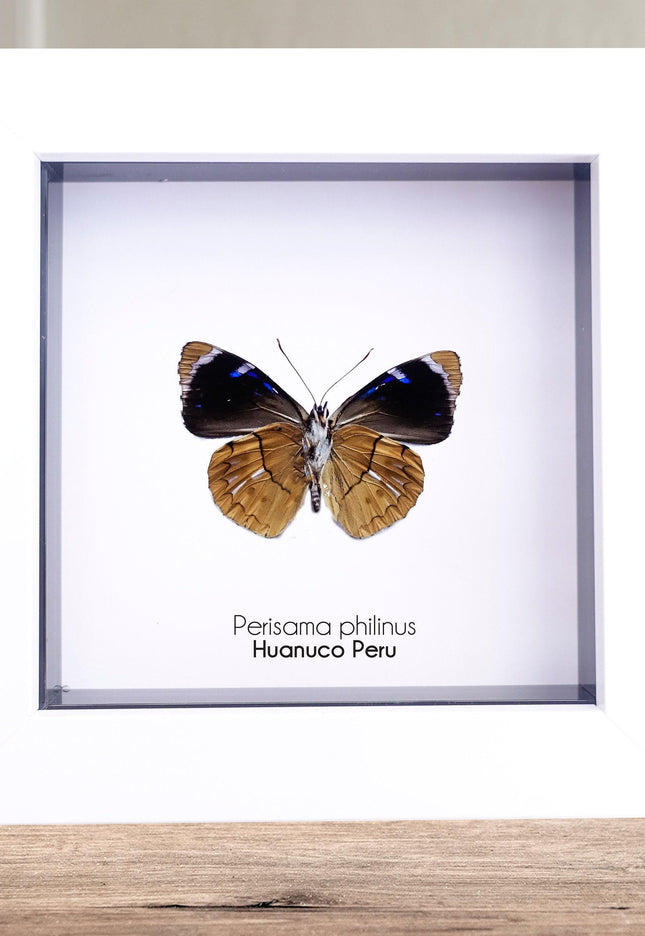 Framed perisama butterfly taxidermy: ethically sourced peruvian art (4x4)