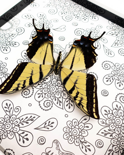 Framed Two-Tailed Swallowtail Taxidermy Butterfly, Entomology Wall Art