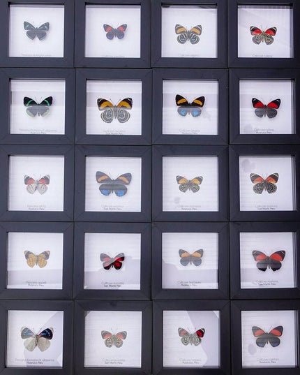 Framed perisama butterfly taxidermy: ethically sourced peruvian art (4x4)