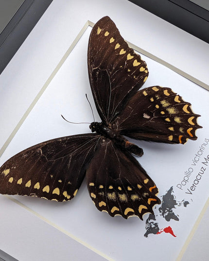 Papilio victorinus, victorine swallowtail , black butterfly from veracruz, mexico, frame 6" x 6"