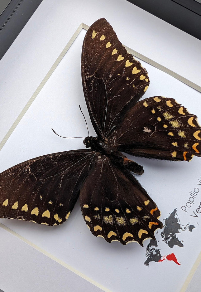 Papilio victorinus, victorine swallowtail , black butterfly from veracruz, mexico, frame 6" x 6"
