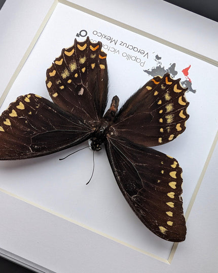 Papilio victorinus, victorine swallowtail , black butterfly from veracruz, mexico, frame 6" x 6"