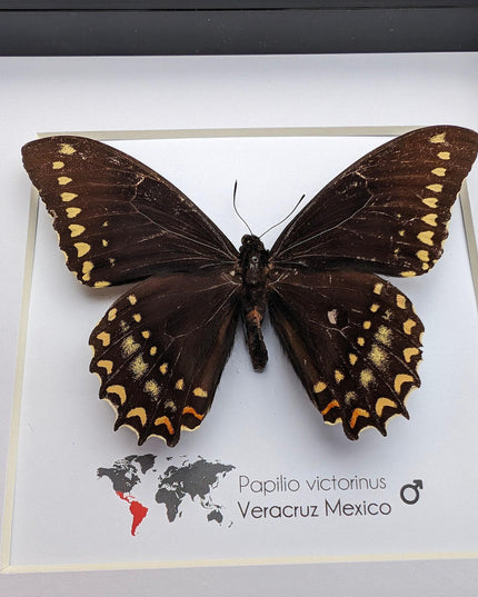 Papilio victorinus, victorine swallowtail , black butterfly from veracruz, mexico, frame 6" x 6"
