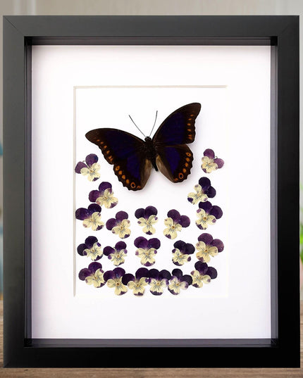 Pressed flower art: orange-spotted prepona butterfly & pansies wall decor