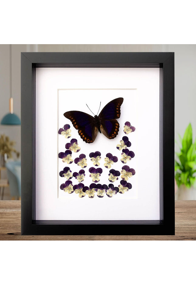 Pressed flower art: orange-spotted prepona butterfly & pansies wall decor