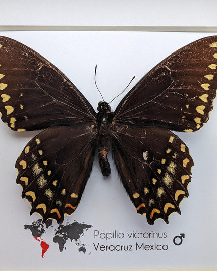 Papilio victorinus, victorine swallowtail , black butterfly from veracruz, mexico, frame 6" x 6"