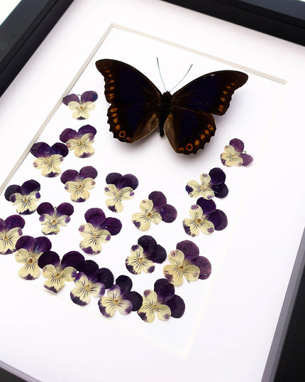Pressed flower art: orange-spotted prepona butterfly & pansies wall decor