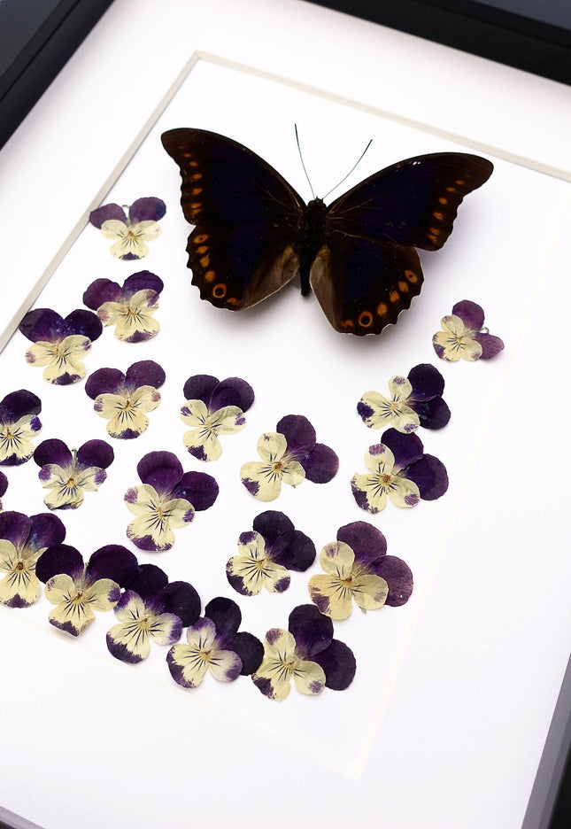 Pressed flower art: orange-spotted prepona butterfly & pansies wall decor