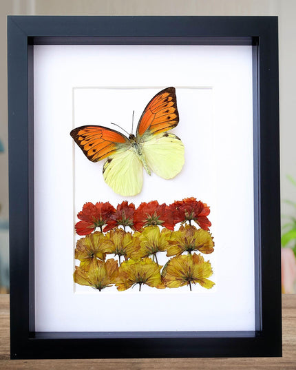Dried Flower Art, Brimstone Wing Butterfly Taxidermy, Entomology Wall Decor