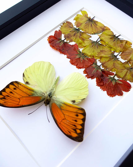 Dried Flower Art, Brimstone Wing Butterfly Taxidermy, Entomology Wall Decor