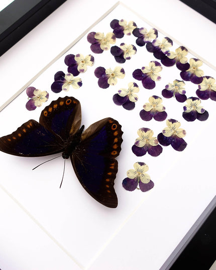 Pressed flower art: orange-spotted prepona butterfly & pansies wall decor