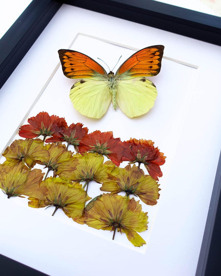 Dried Flower Art, Brimstone Wing Butterfly Taxidermy, Entomology Wall Decor