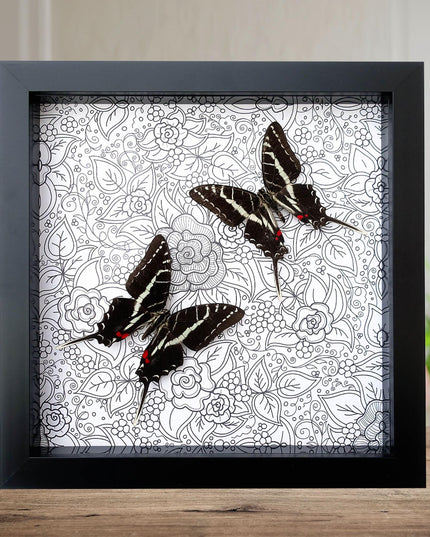 Framed dark kite swallowtail butterfly: entomology wall art