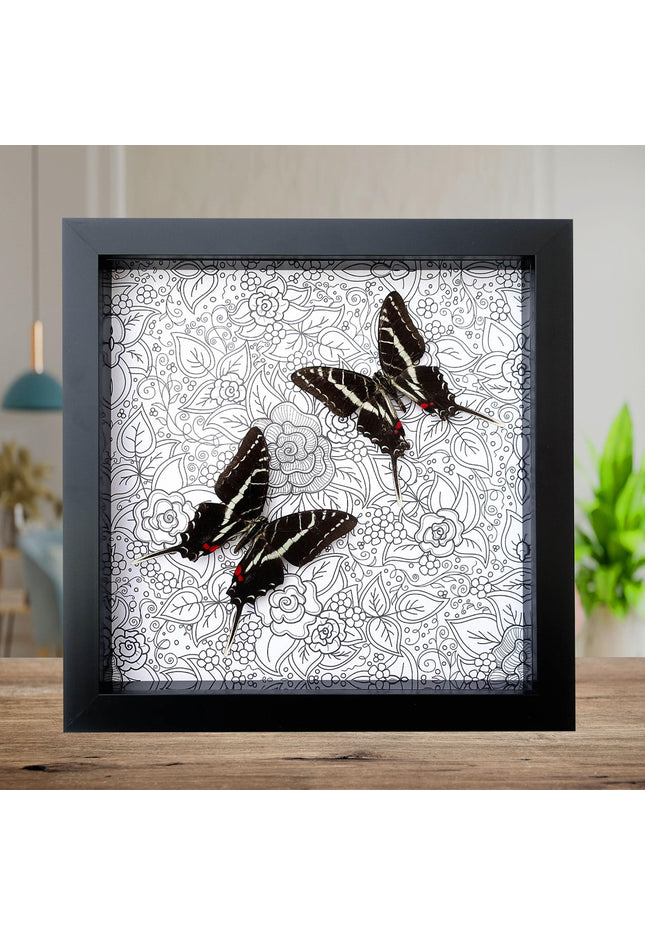 Framed dark kite swallowtail butterfly: entomology wall art
